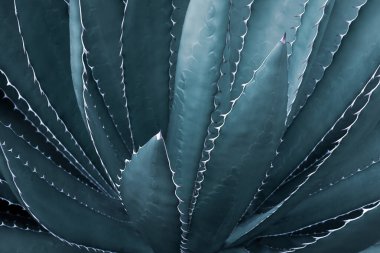 Agave Plant In Blue Tone Color Natural Pattern Background
