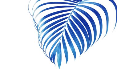 Mavi Tonlu Tropikal Palmiye Yaprağı Kırpma Yolu ile Beyaz Arkaplanda İzole Edildi