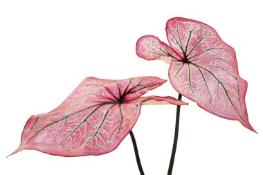 Caladium Bitkisi 'nin Pembe Damarları Kırpma Yolu ile Beyaz Arkaplanda İzole Edildi