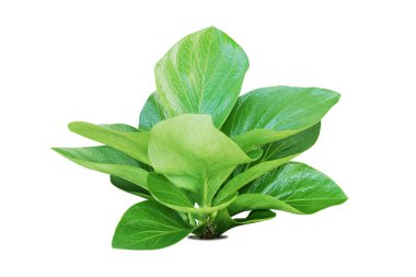 Beyaz Arkaplanda kırpma yolu ile izole edilmiş Anthurium Tropikal Bitkisi