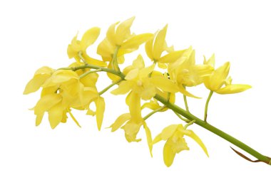 Altın Sarı Cymbidium Orkide Çiçekleri Kırpma Yolu ile Beyaz Arkaplanda İzole Edildi