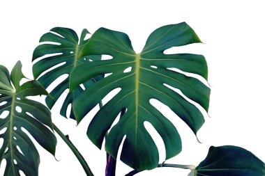 Koyu Ton Renkli Canavar Bitkisinin Tropikal Yaprakları Kırpma Yolu ile Beyaz Arkaplanda İzole Edildi