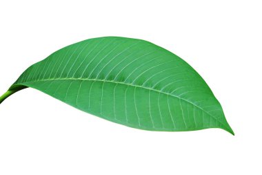 Plumeria Ağacının Yeşil Yaprağı Kırpma Yolu ile Beyaz Arkaplanda İzole Edildi