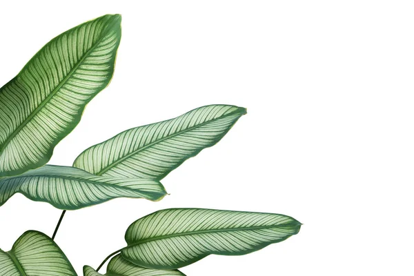 Tropical Leaves Calathea Majestica Calathea Plant Isolated White Background Clipping — Stock Photo, Image