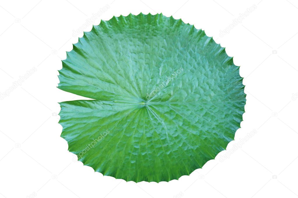Green Leaf of Water Lily Isolated on White Background with Clipping Path