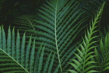 Bereketli Yeşil Egzotik Tropikal Eğreltiotu Doğal Arkaplan Yaprakları