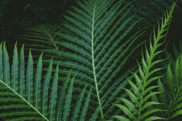 Folhas Verdes Exuberantes Samambaia Tropical Exótica Padrão Natural Fundo — Fotografia de Stock