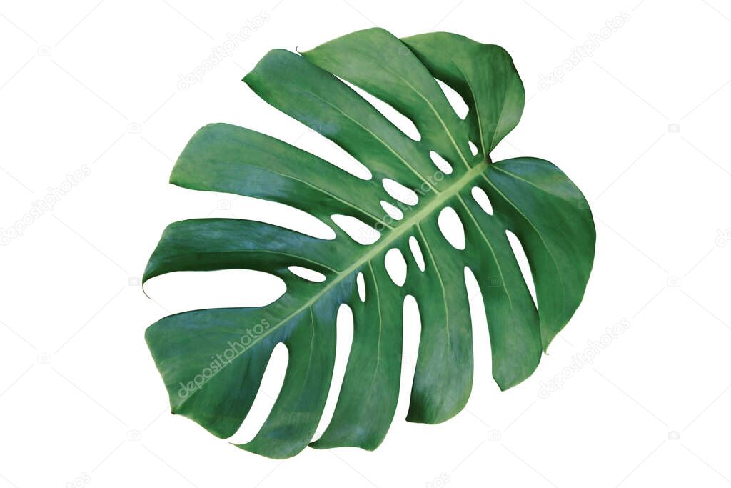 Green Leaf of Monstera Plant Isolated on White Background with Clipping Path