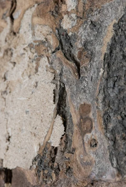 Kora Tekstury Drzewa Makro — Zdjęcie stockowe