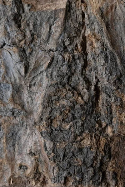 木の質感マクロの樹皮 — ストック写真