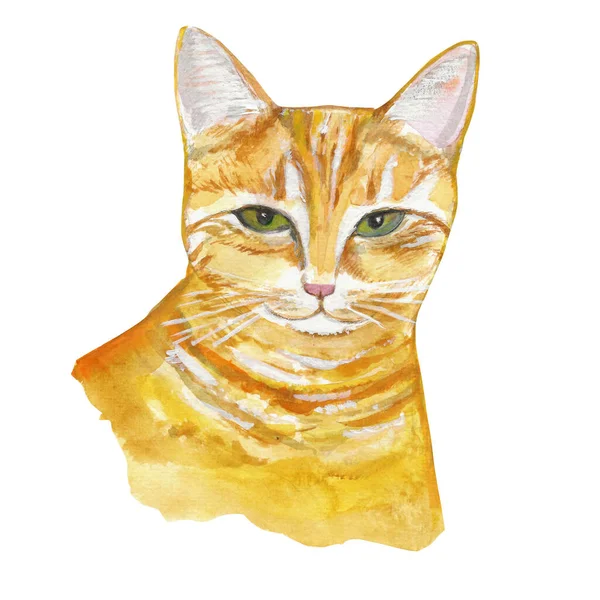 Portrait of red cat — Stock Photo, Image