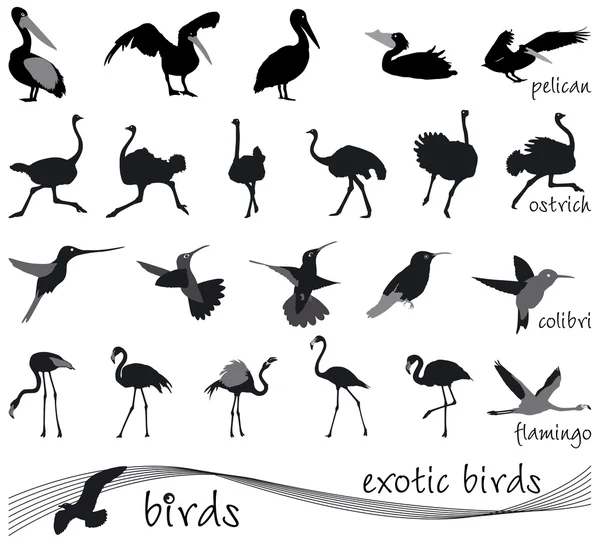 Vektorové kolekce siluety exotických ptáků — Stockový vektor