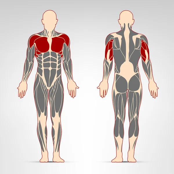 Músculos pectorales, deltoides y tríceps — Archivo Imágenes Vectoriales