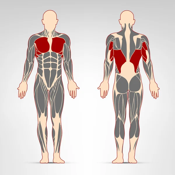 Pektoralis, triceps ve oblik kaslar