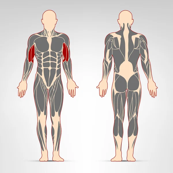 Ejercicio de los músculos bíceps — Archivo Imágenes Vectoriales