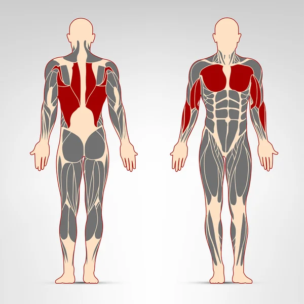 Ejercicio de músculos del hombre — Archivo Imágenes Vectoriales