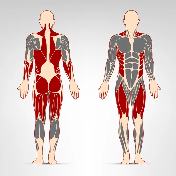 adam kasları egzersiz