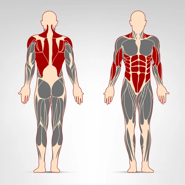 Тренировка мышц человека — стоковый вектор