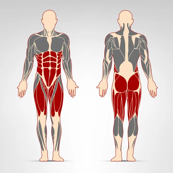 Exercício muscular da perna — Vetor de Stock