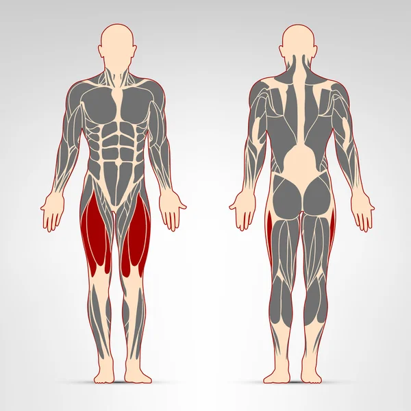 Ejercicio de músculos de la pierna — Vector de stock