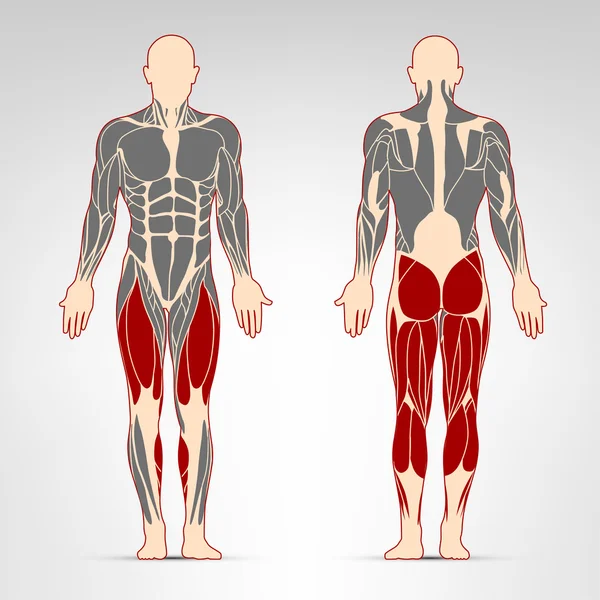 Bacak kasları egzersiz