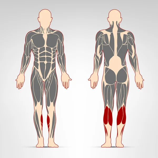 Musculation des jambes entraînement — Image vectorielle