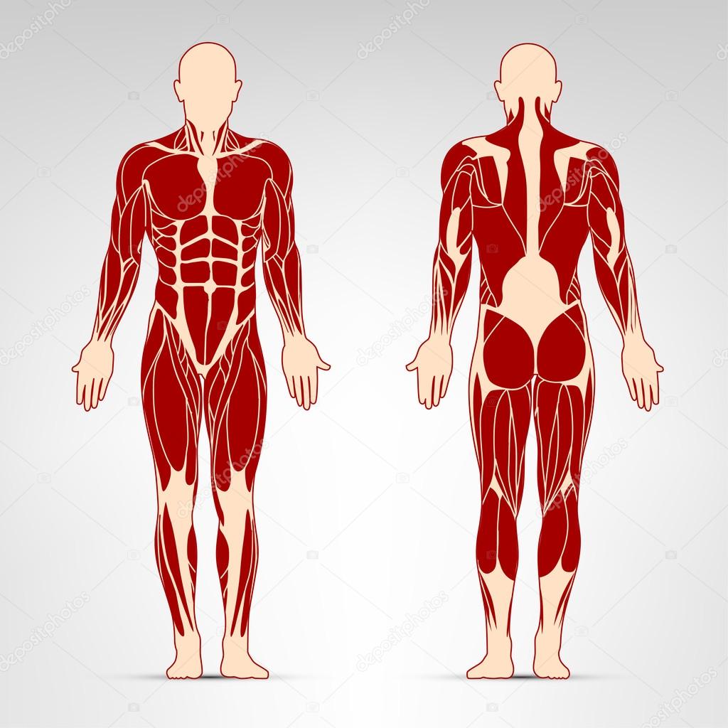 Detailed illustration of human muscles