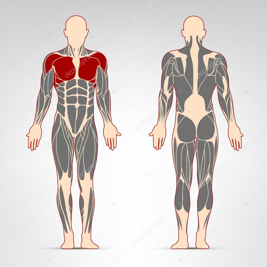 Pectoralis, and deltoid muscles