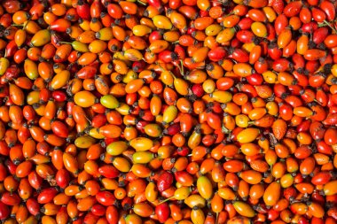 Olgun ve kurumuş gül kalçaları yere yayılmış..