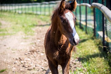 Bir tay koşu yolunda duruyor. Ordu, Türkiye.