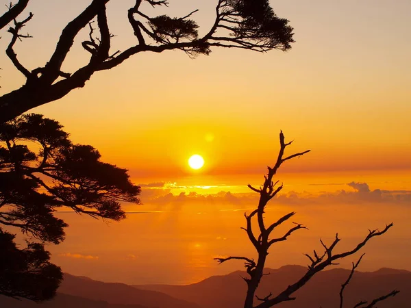 Silhouettes of trees on sunrise in Mt. North Dawu