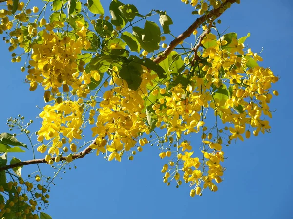 stock image Cassia fistula blooming at world games stadium