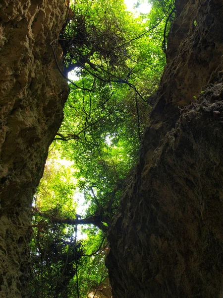 Кораловий Камінь Печера Покрита Лісами — стокове фото