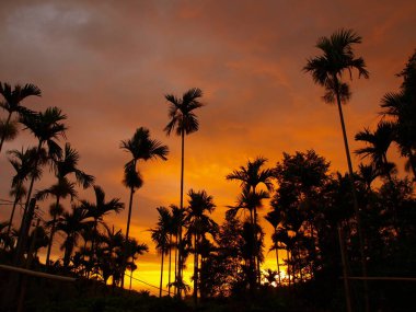 Alacakaranlıkta Areca catechu ağaçları