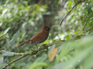 Kuş yüksek sesle şarkı söylüyor.