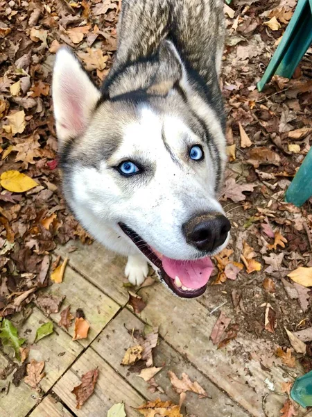 Husky Pies Wygląda Uroczo — Zdjęcie stockowe