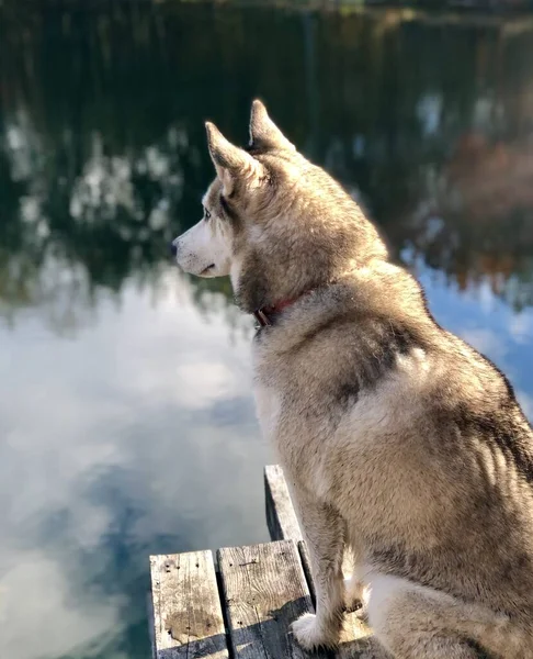 Cão Olhando Para Longe Cais Bear Creek Wildlife Preserve Lagoa — Fotografia de Stock