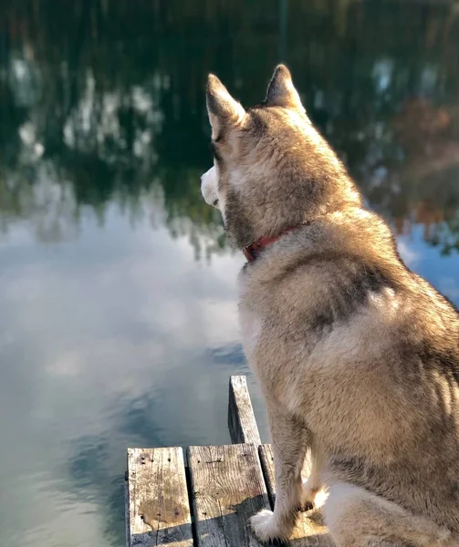 Belo Cão Frente Para Bear Creek Wildlife Preserve Lagoa Pesca — Fotografia de Stock