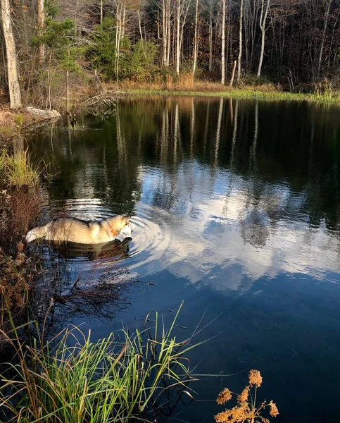 Bear Creek Wildlife Preserve Angelteich Mit Hund — Stockfoto