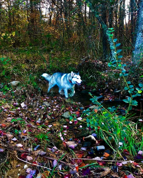 Cão Caminhando Pelo Riacho Bear Creek Wildlife Preserve — Fotografia de Stock