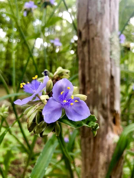 Fleurs Violettes Poste Sur Journée Ensoleillée — Photo