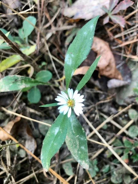 Flor Silvestre Blanca Entre Hojas Paja Suelo Del Bosque —  Fotos de Stock