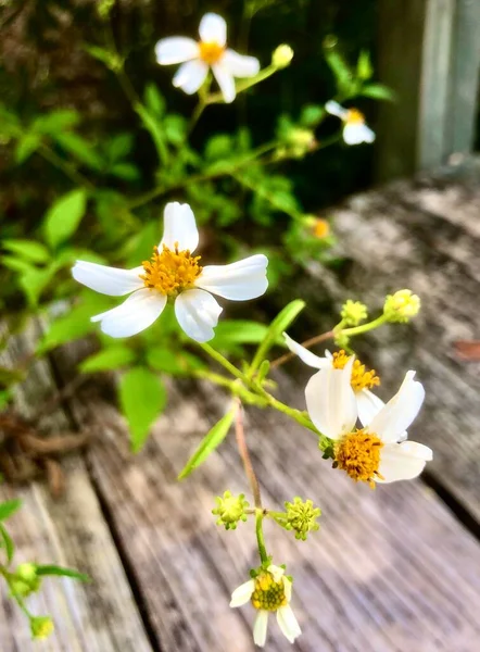 Weiße Sumpfblume Der Nähe Von Holzbrücke — Stockfoto