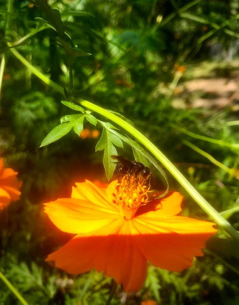 明るい太陽の下でオレンジの花に熱心に働く蜂 — ストック写真