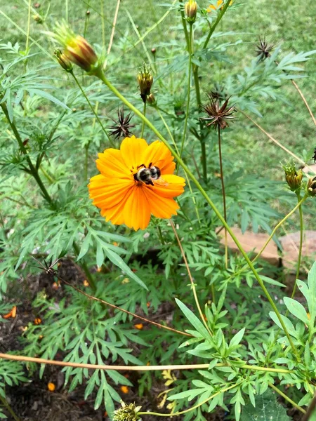 Lebah Bekerja Keras Pada Bunga Oranye Kebun — Stok Foto