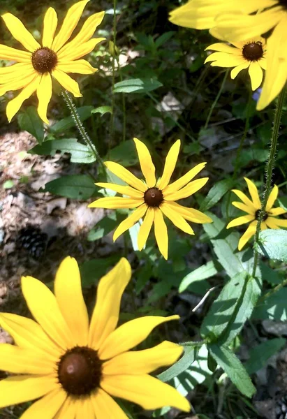 Yellow Daisy Flowers Clump — Stock Photo, Image