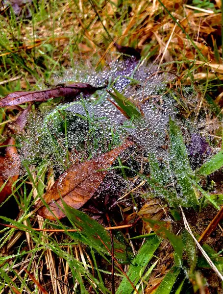 Bodennahe Spinnennetze Fangen Tautropfen Wald Ein — Stockfoto
