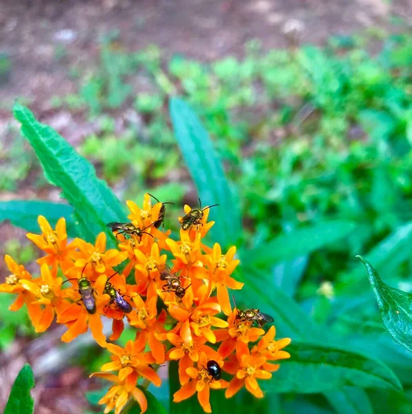 Mariposa Naranja Maleza Flor Cubierta Abejas Sudoríparas Iridiscentes Polinizando —  Fotos de Stock