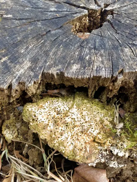 Makroaufnahme Von Rissigen Und Bröckelnden Baumstümpfen Und Ungewöhnlichen Pilzen — Stockfoto