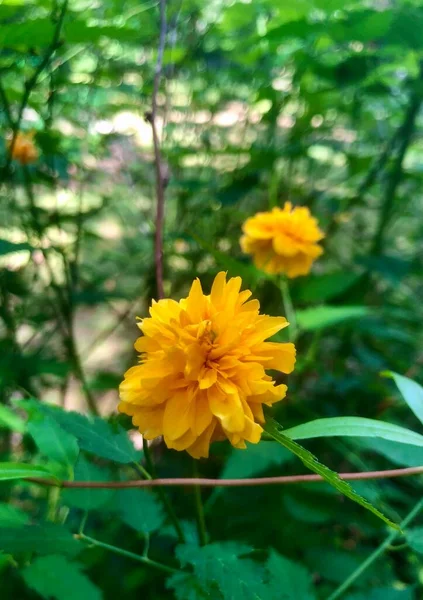 Uncultivated Orange Flowers Sunny Summer Day — Stock Photo, Image